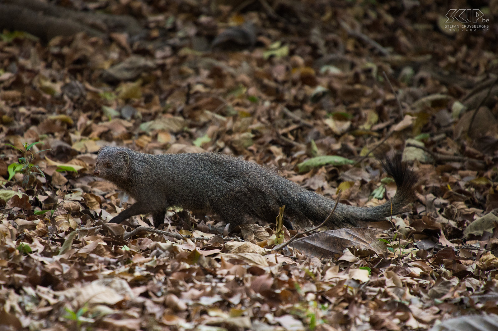 Tadoba - Ruddy mongoose (Herpestes smithii) Stefan Cruysberghs
